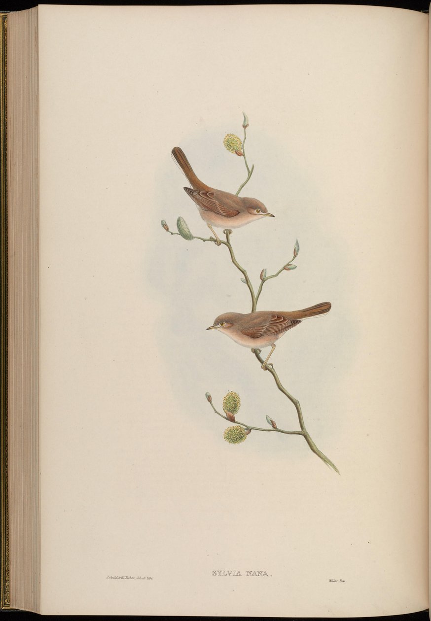 Sylvia nana by John Gould