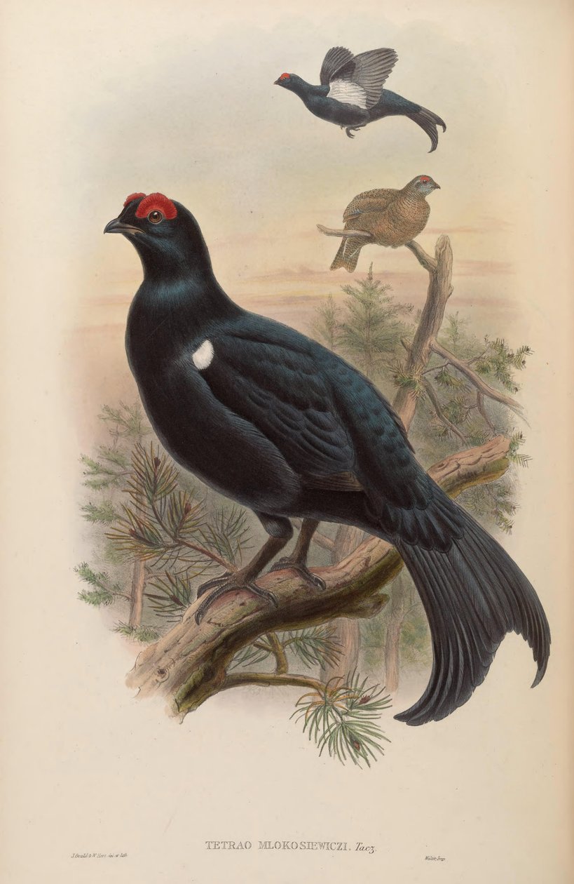 Caucasian Black Grouse by John Gould