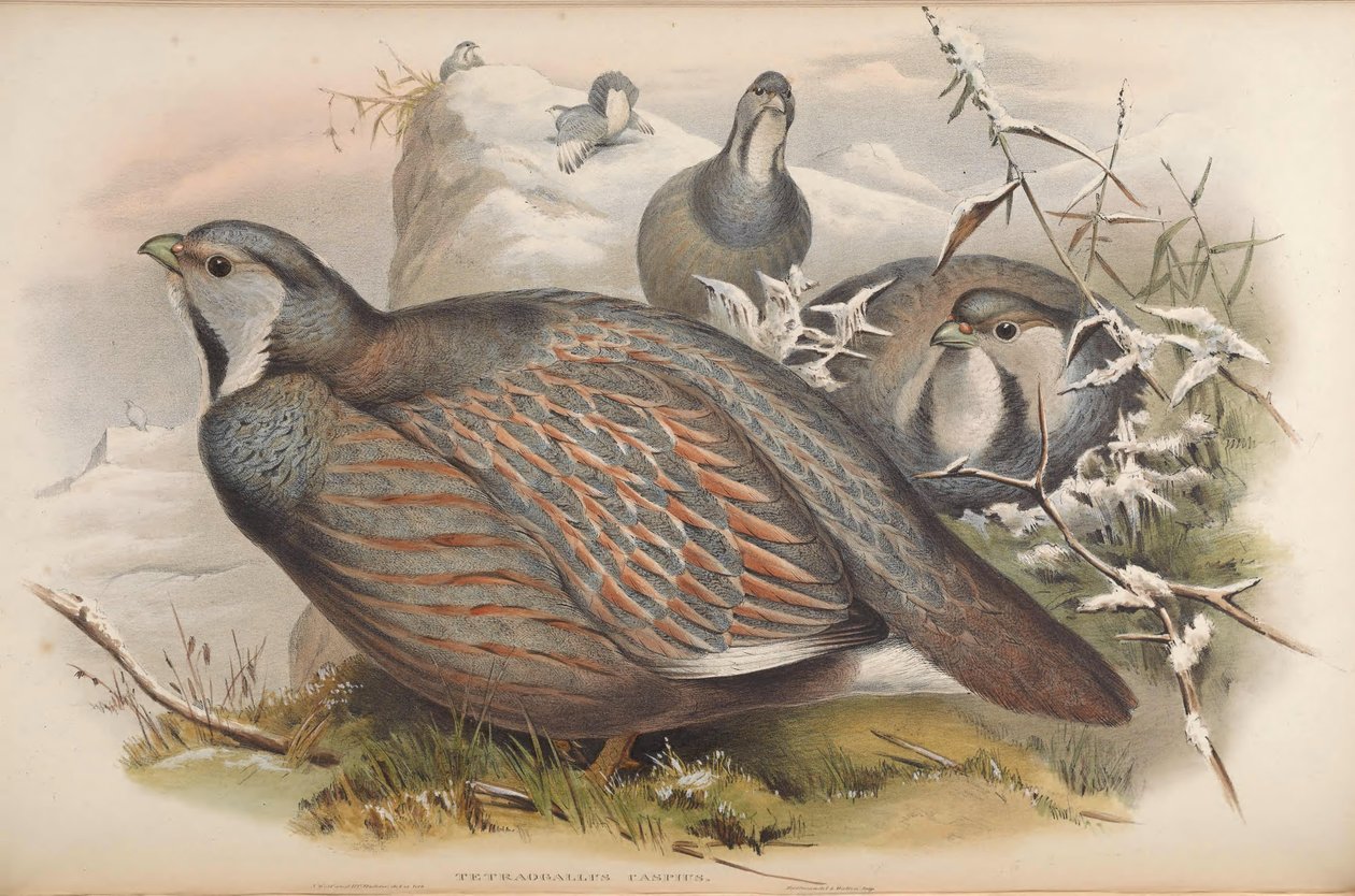 Caspian Snowcock by John Gould