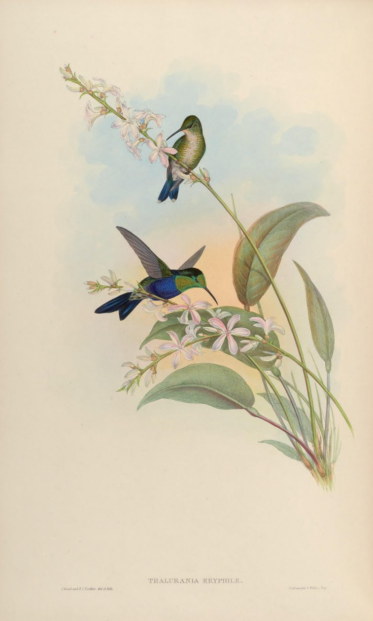 Thalurania eryphile = Thalurania furcata eriphile by John Gould