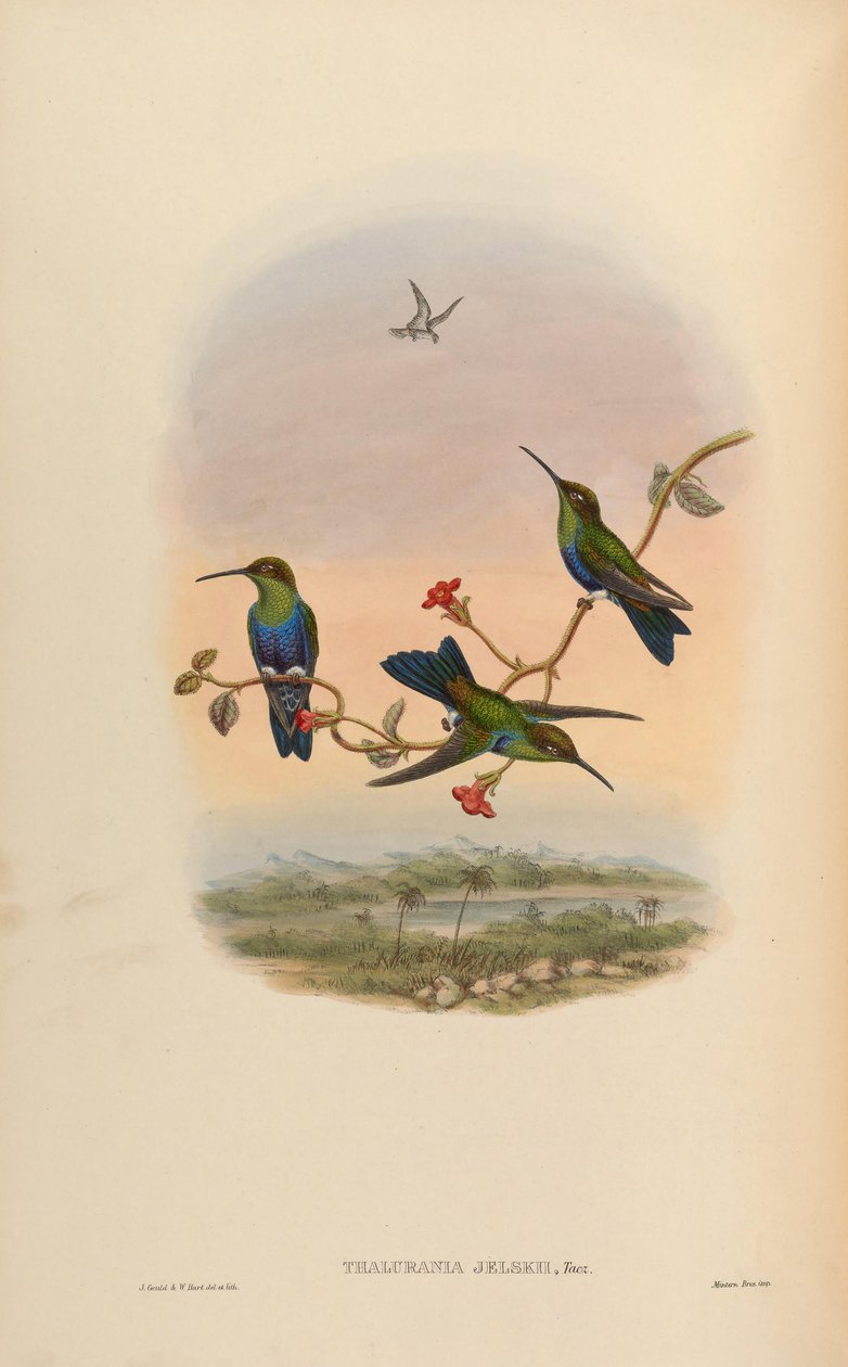 Thalurania jelskii = Thalurania furcata jelskii by John Gould