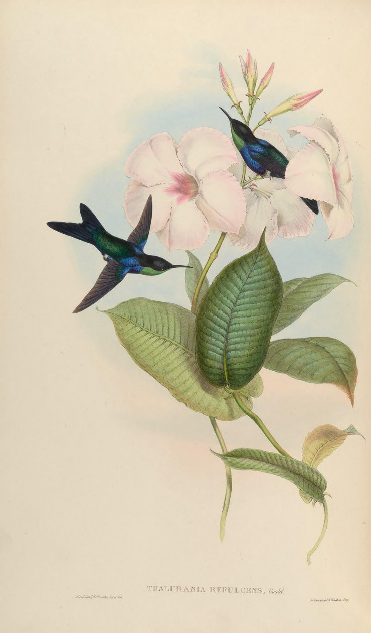 Thalurania refulgens = Thalurania furcata ferulgens by John Gould