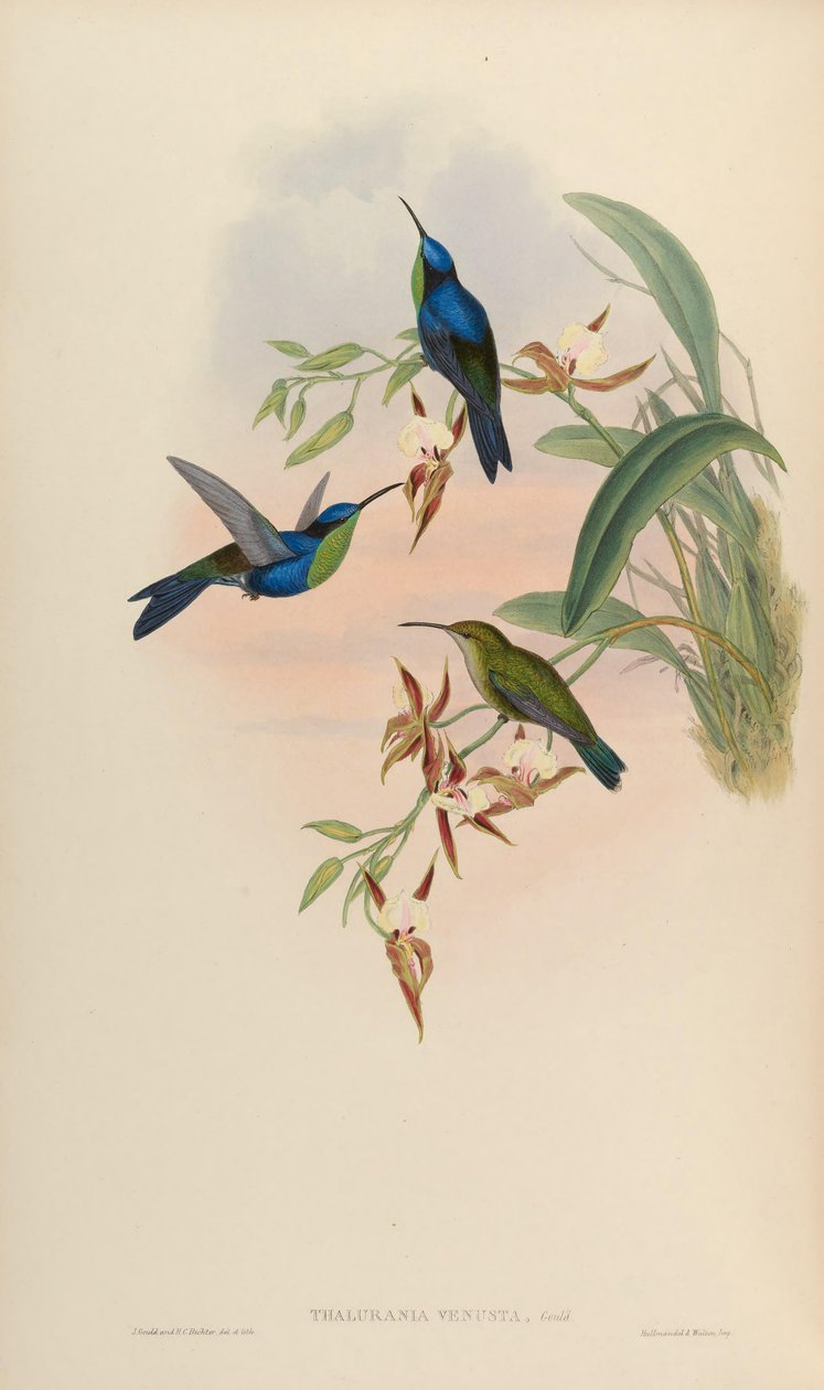 Thalurania venusta = Thalurania furcata venusta by John Gould