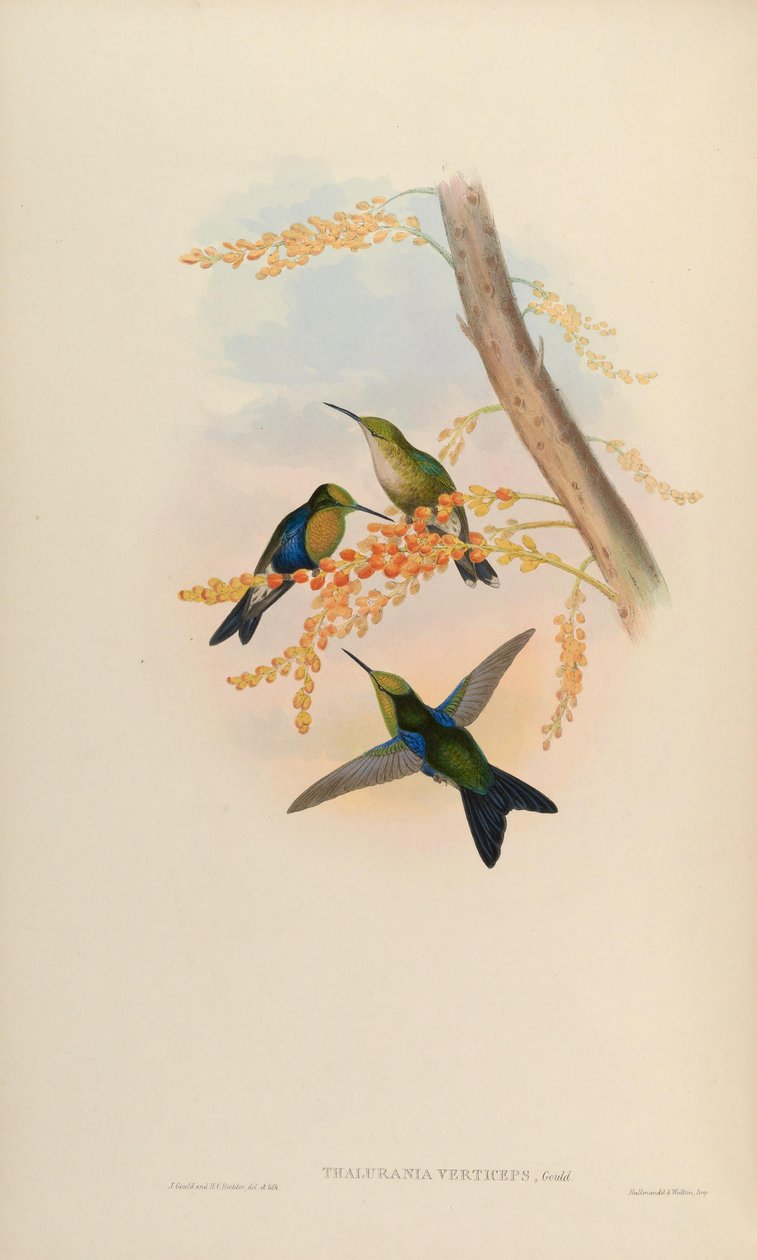 Thalurania verticeps = Thalurania fannyi verticeps by John Gould