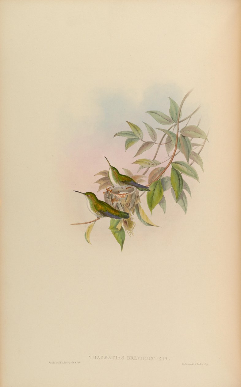 Thaumatias brevirostris by John Gould