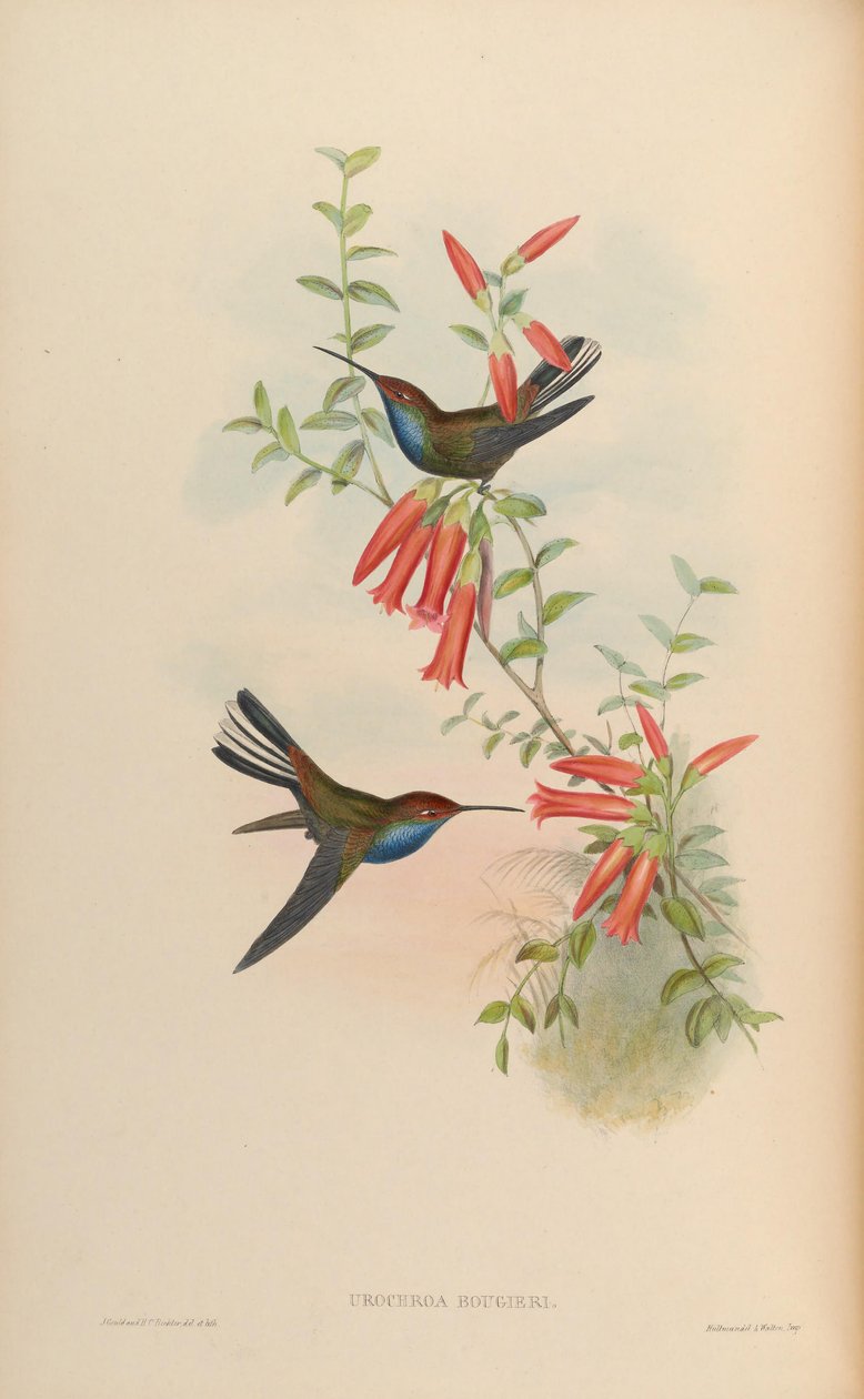 Urochroa bougueri by John Gould