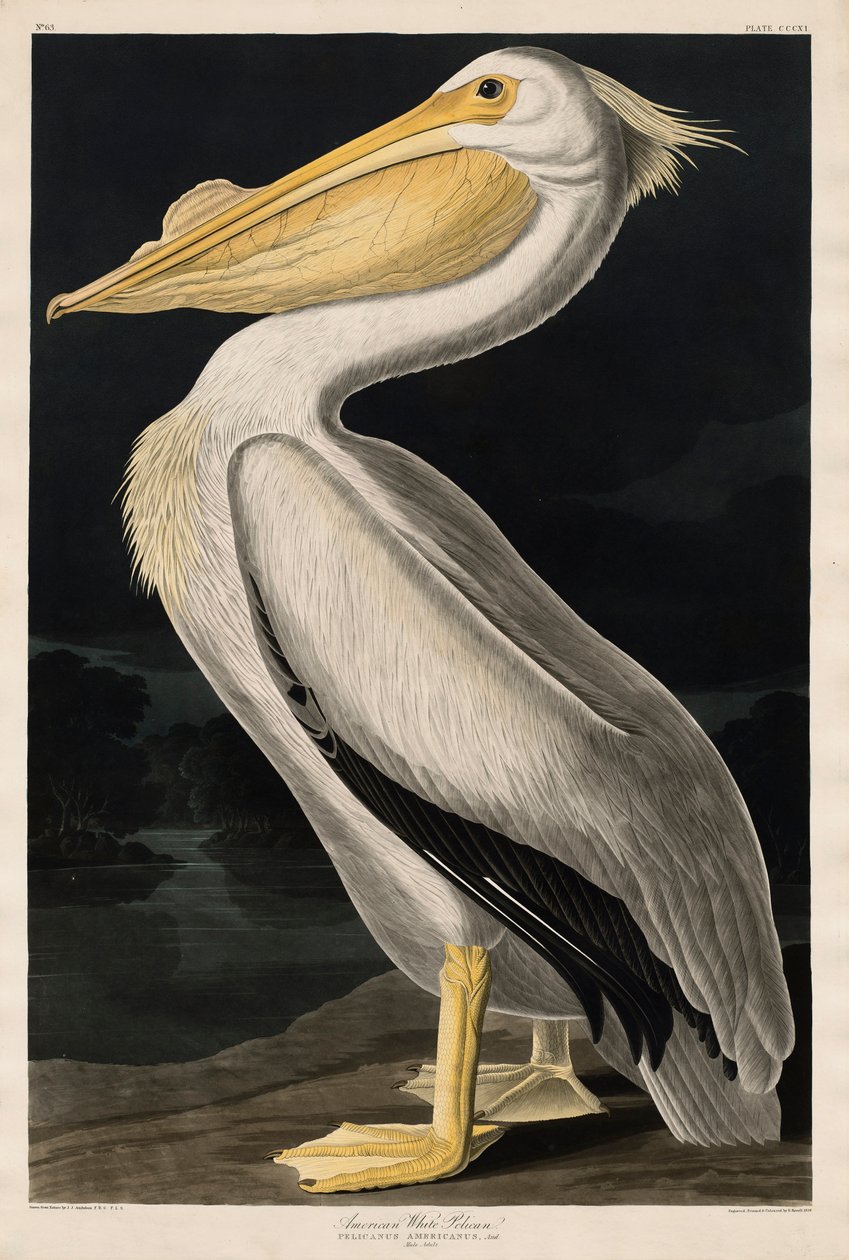 American White Pelican by John James Audubon