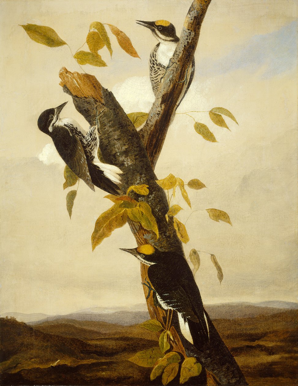 Black-Backed Three-Toed Woodpecker by John James Audubon