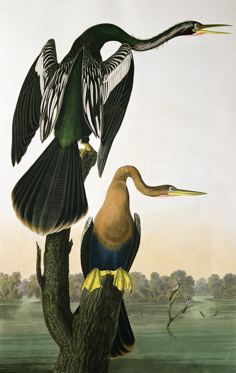 Black-Billed Darter, from 