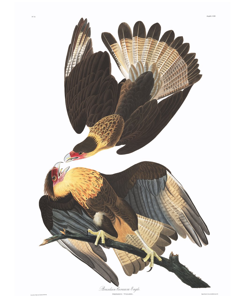 Brasilian Caracara Eagle by John James Audubon