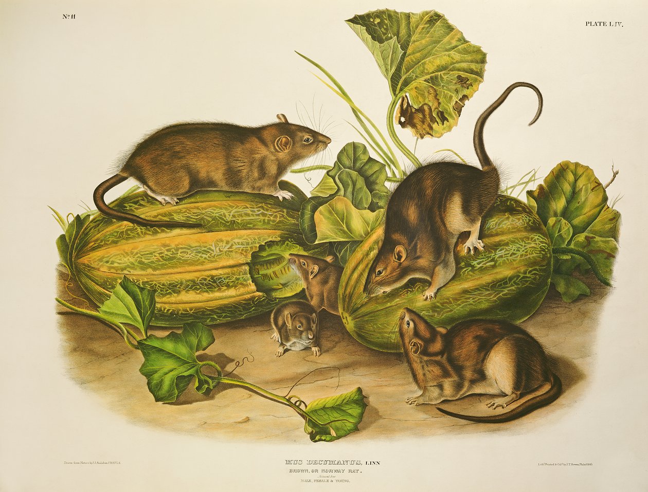 Brown, or Norway Rat by John James Audubon