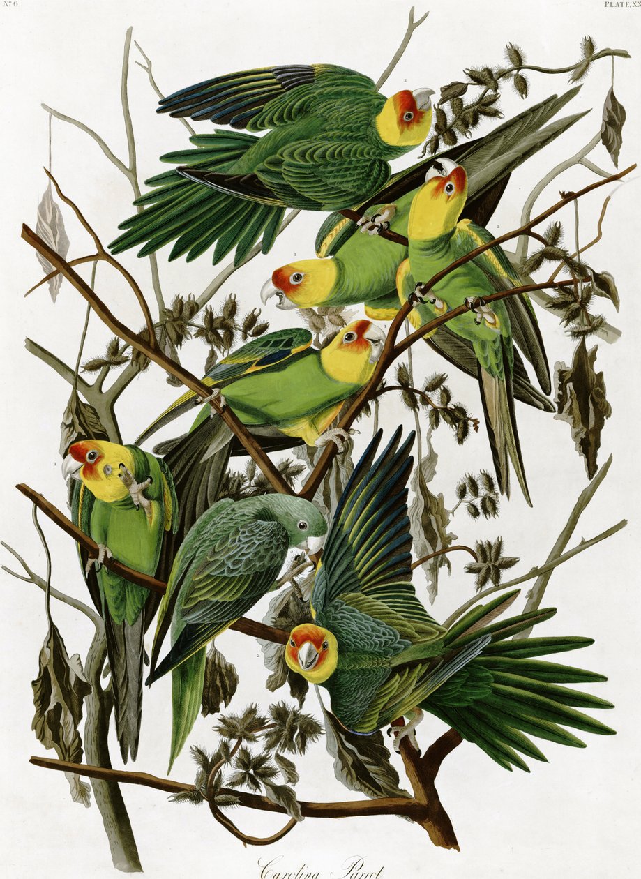 Carolina Parakeets by John James Audubon