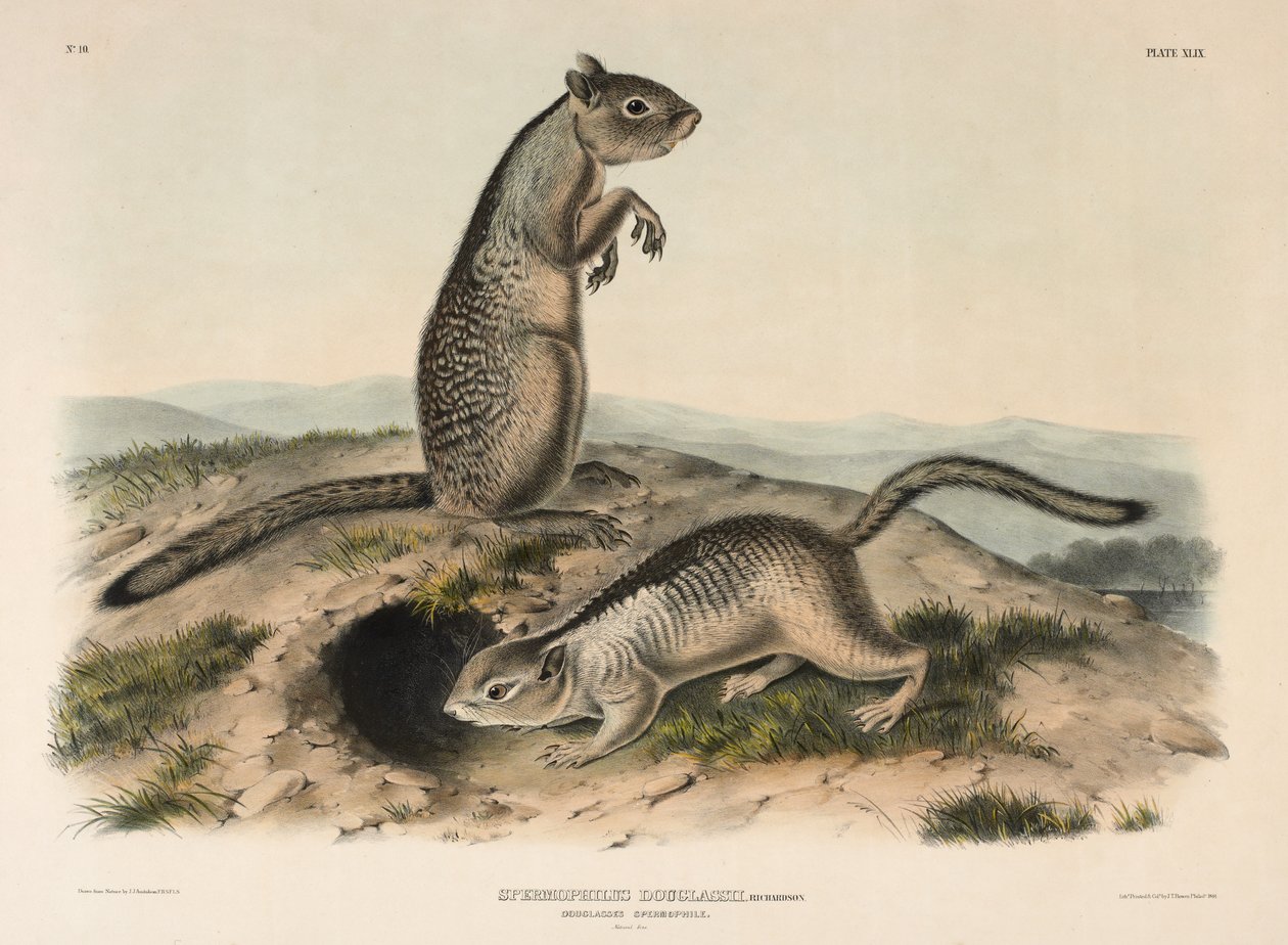 Douglasses Spermophile by John James Audubon