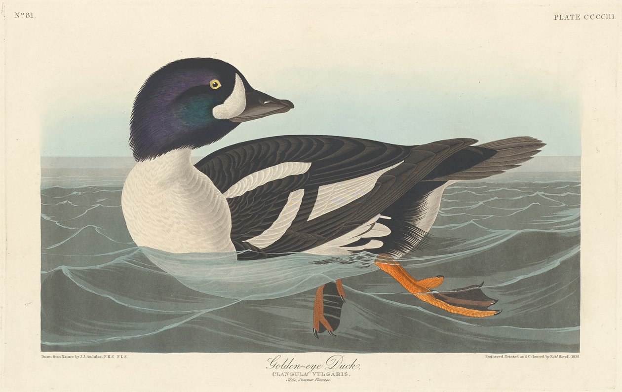 Golden-eye Duck by John James Audubon