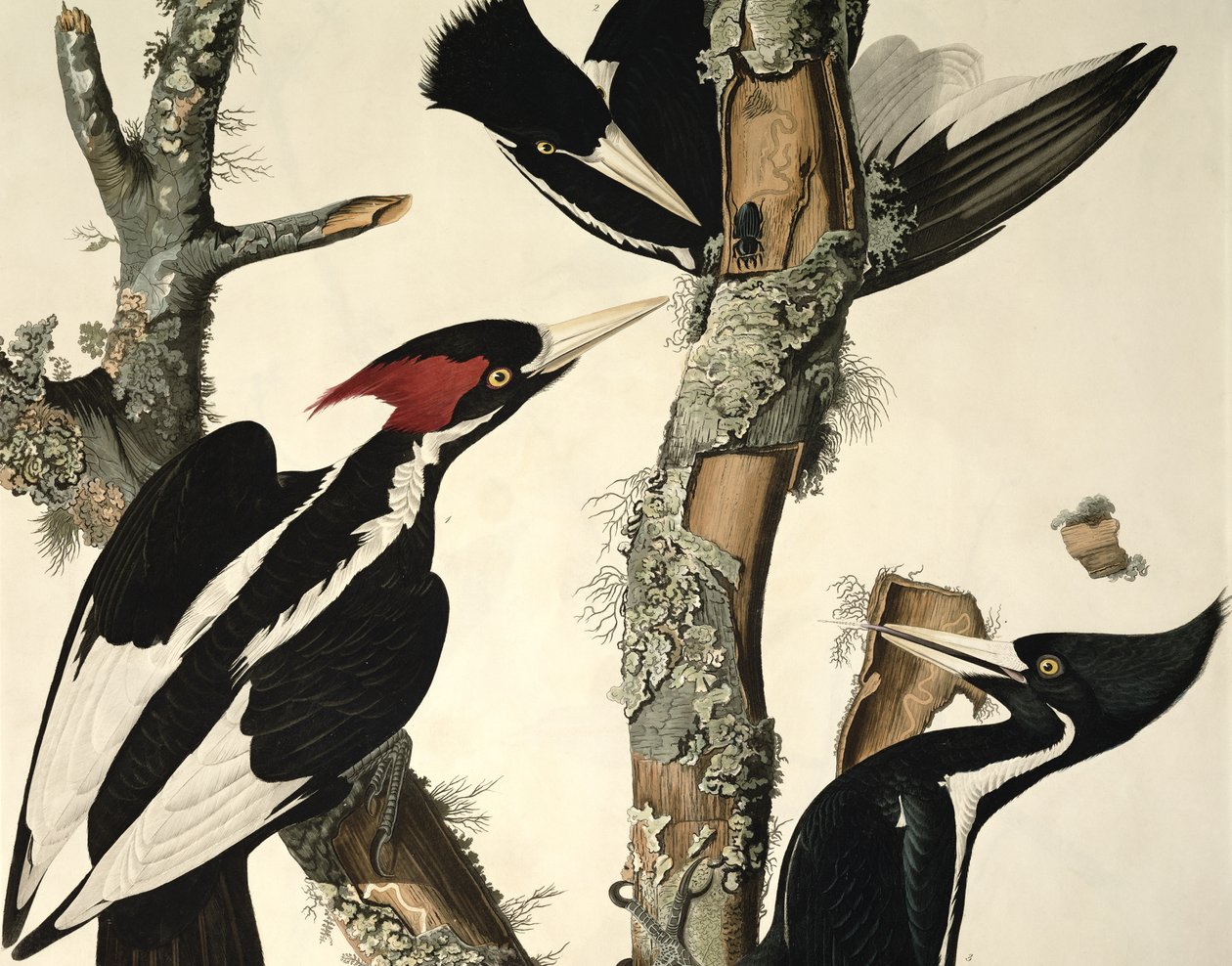 Ivory-billed Woodpecker, from Birds of America, engraved by Robert Havell (detail) by John James Audubon
