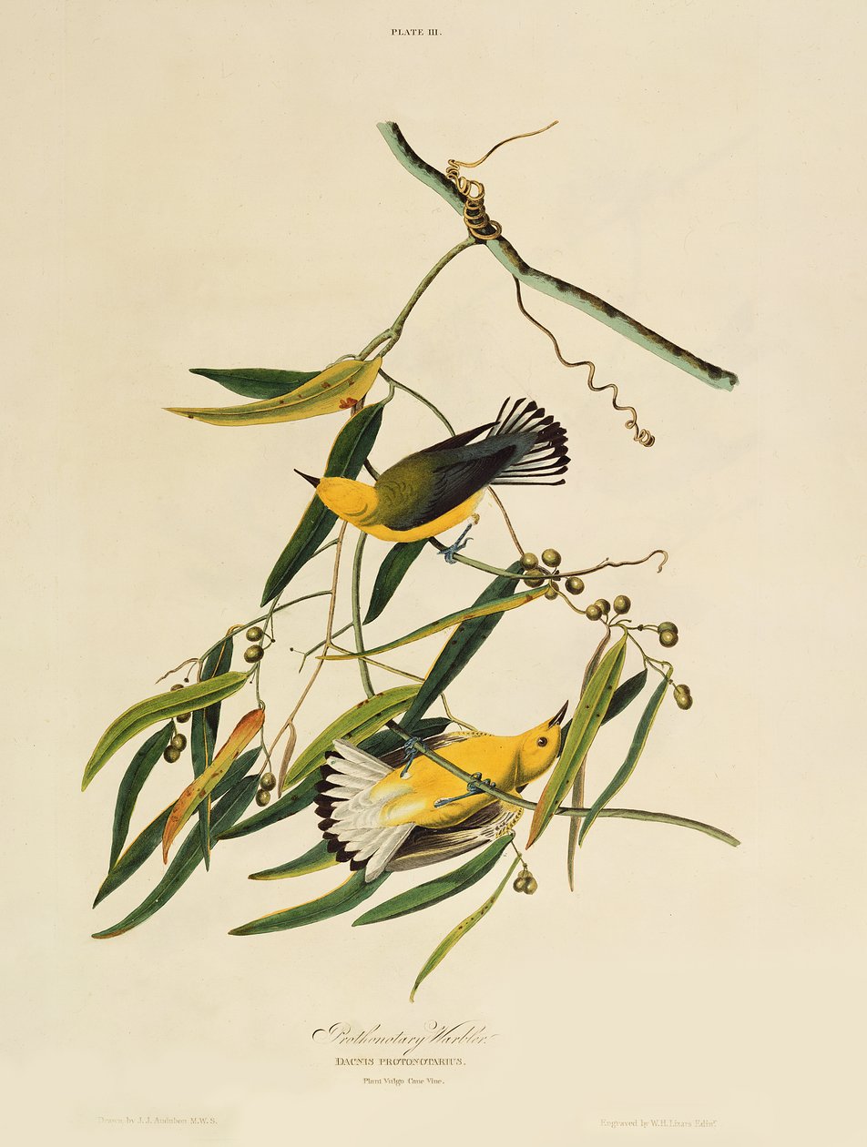 Prothonotary Warbler, from 