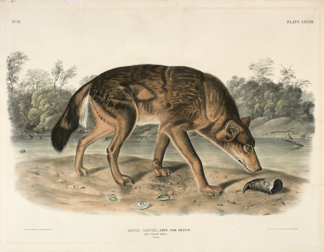 Red Texan Wolf, 1845 by John James Audubon