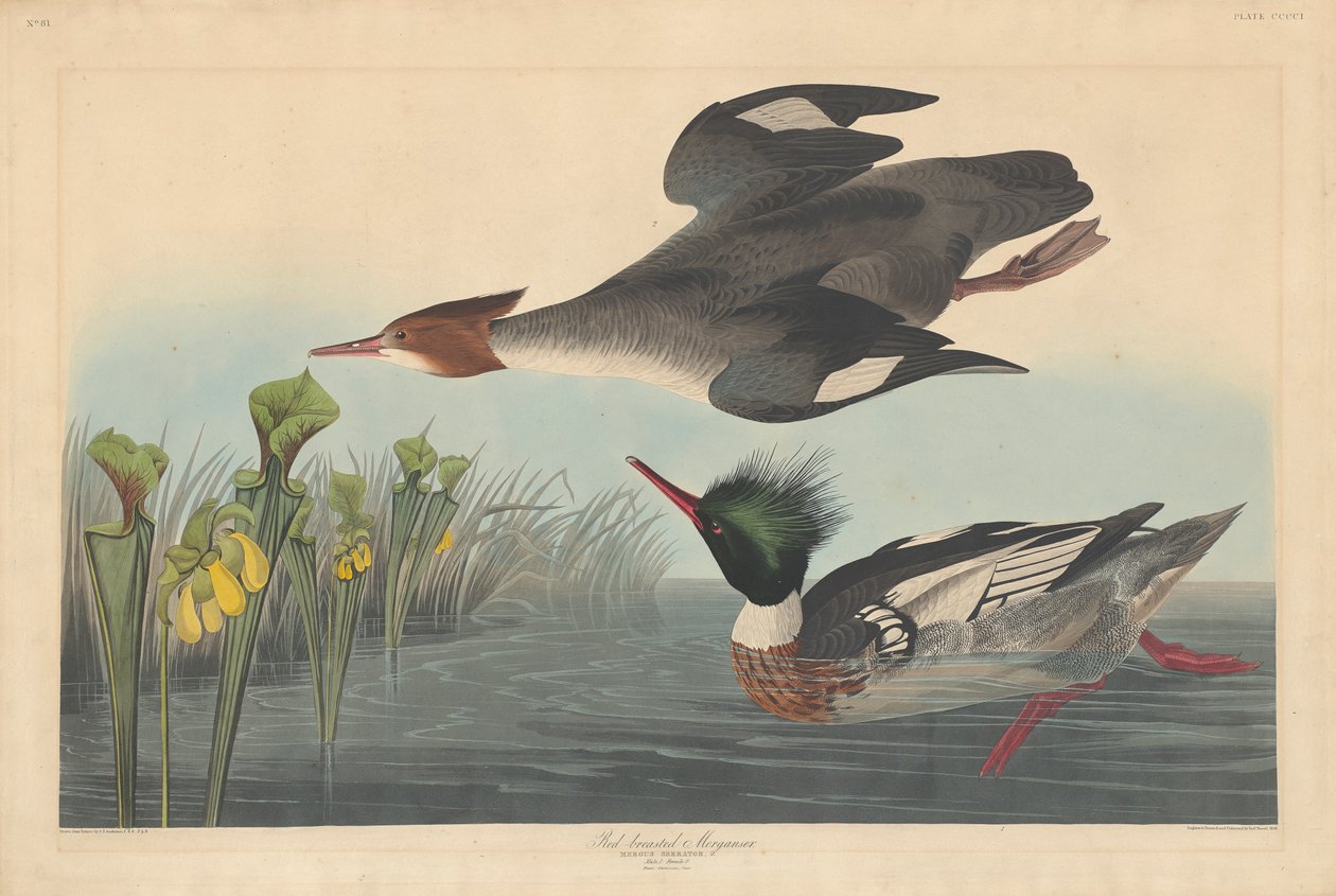 Red-breasted Merganser by John James Audubon