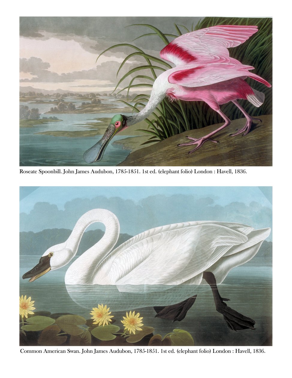 Roseate Spoonbill and Common American Swan, 1836 by John James Audubon