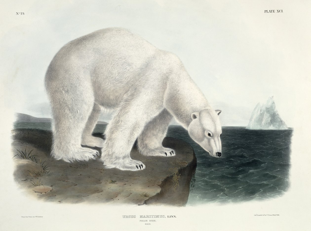 Ursus Maritimus (Polar Bear), plate 91 from 