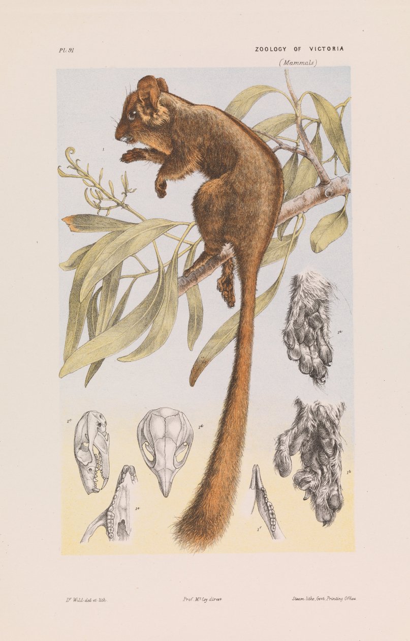 Leadbeaters Possum, Gymnobelideus leadbeateri by John James Wild