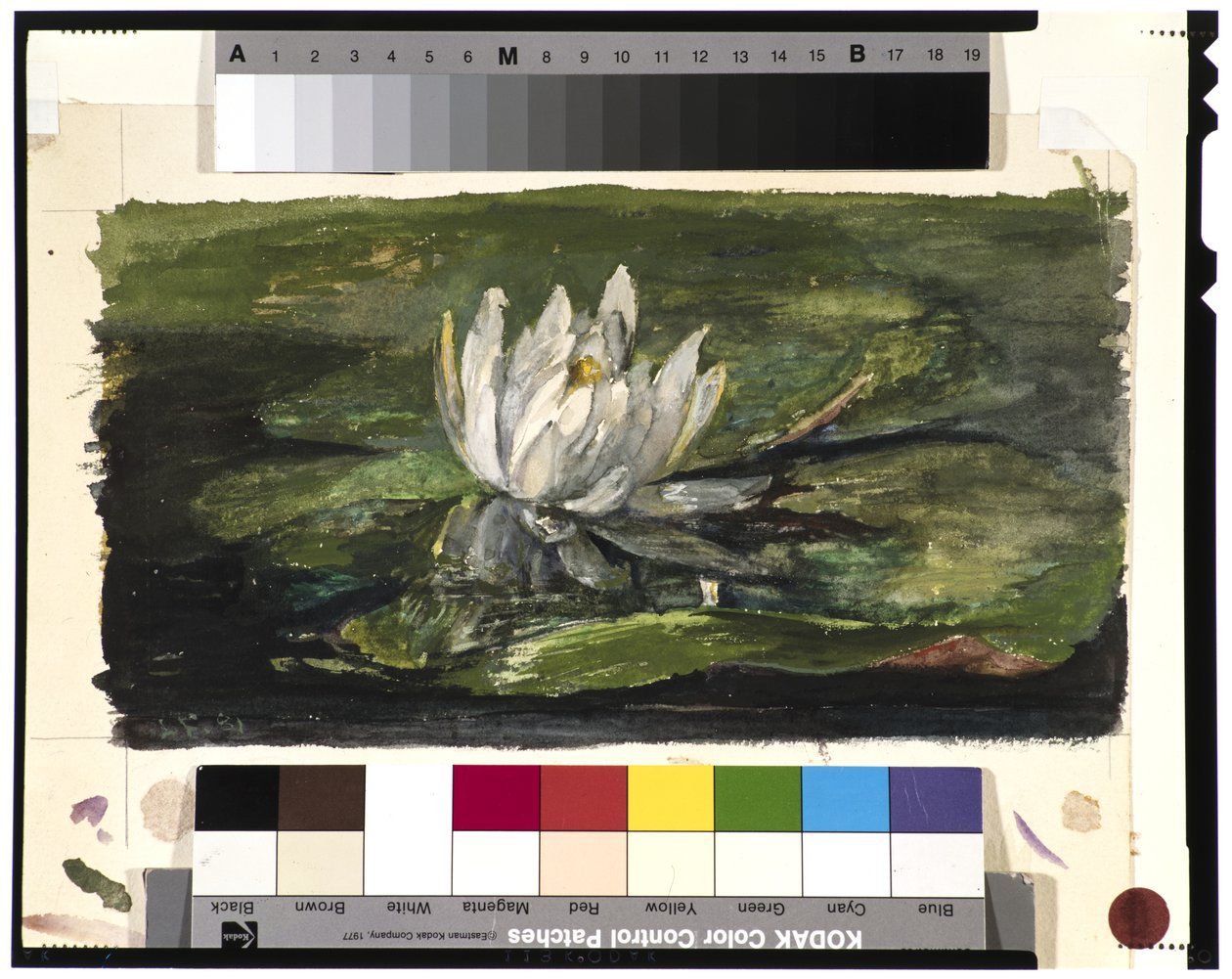 Water Lily in Sunlight, 1881 by John La Farge or Lafarge
