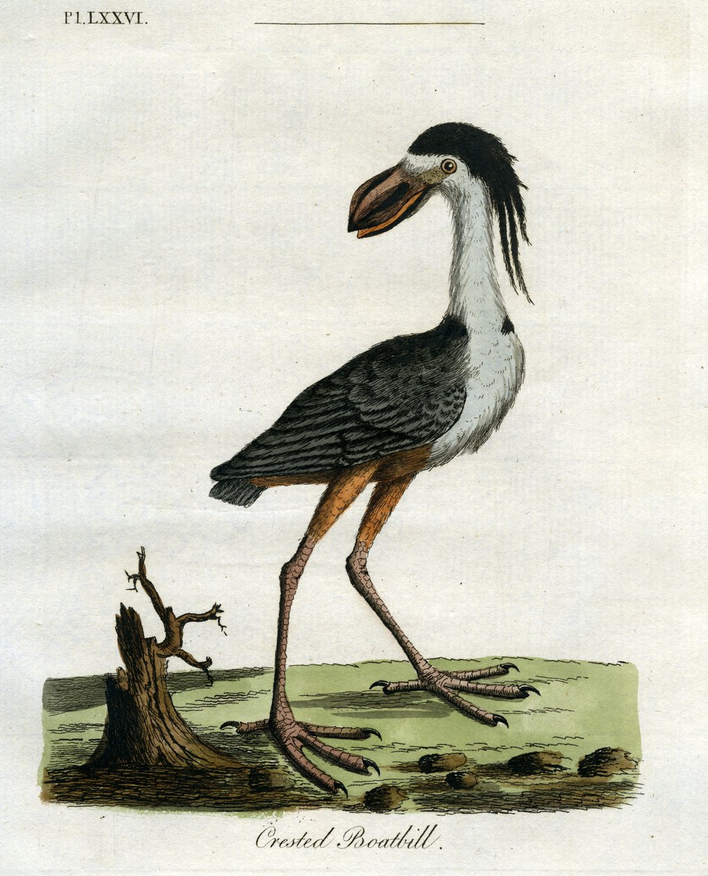 Crested Boatbill, 1781-5 by John Latham
