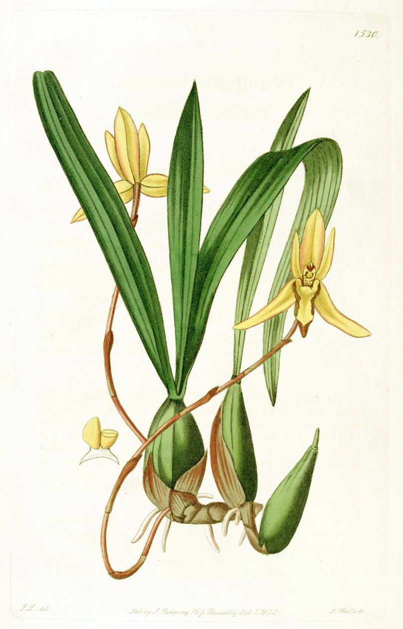Brasiliorchis marginata by John Lindley