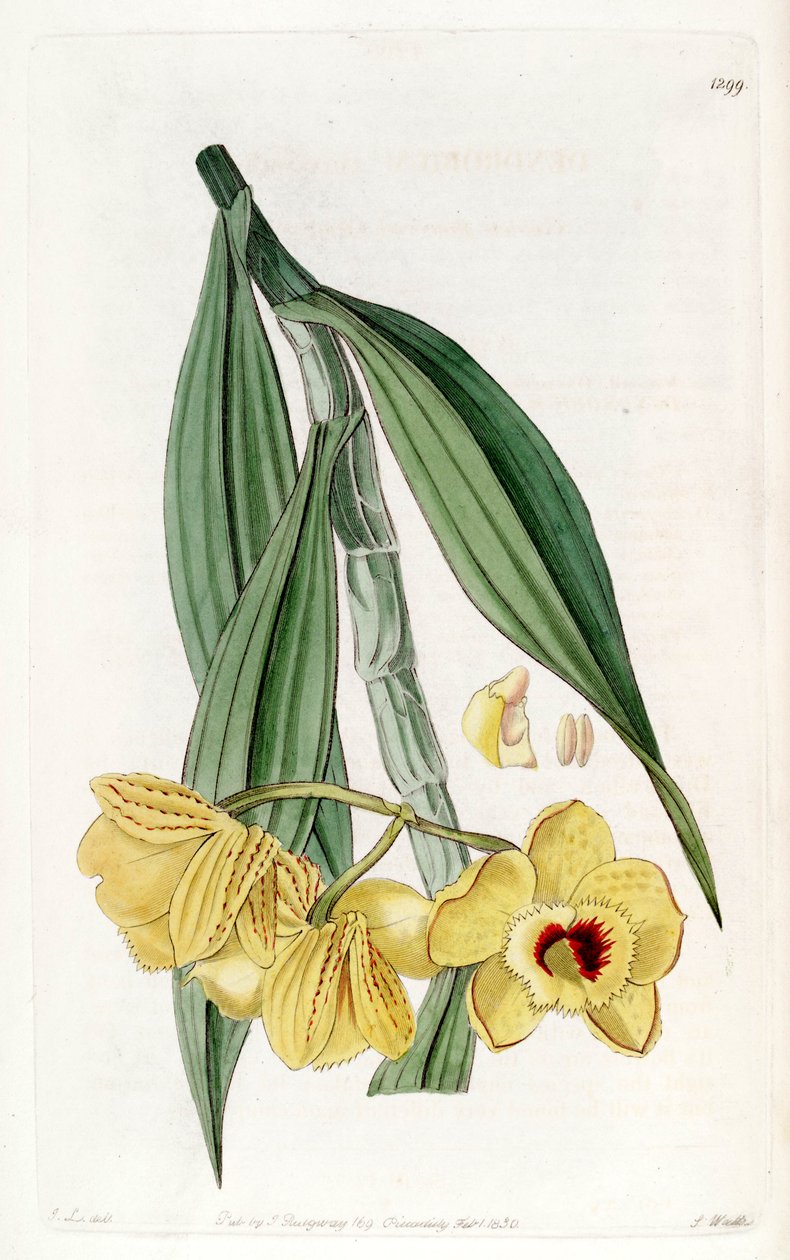 Dendrobium chrysanthum by John Lindley
