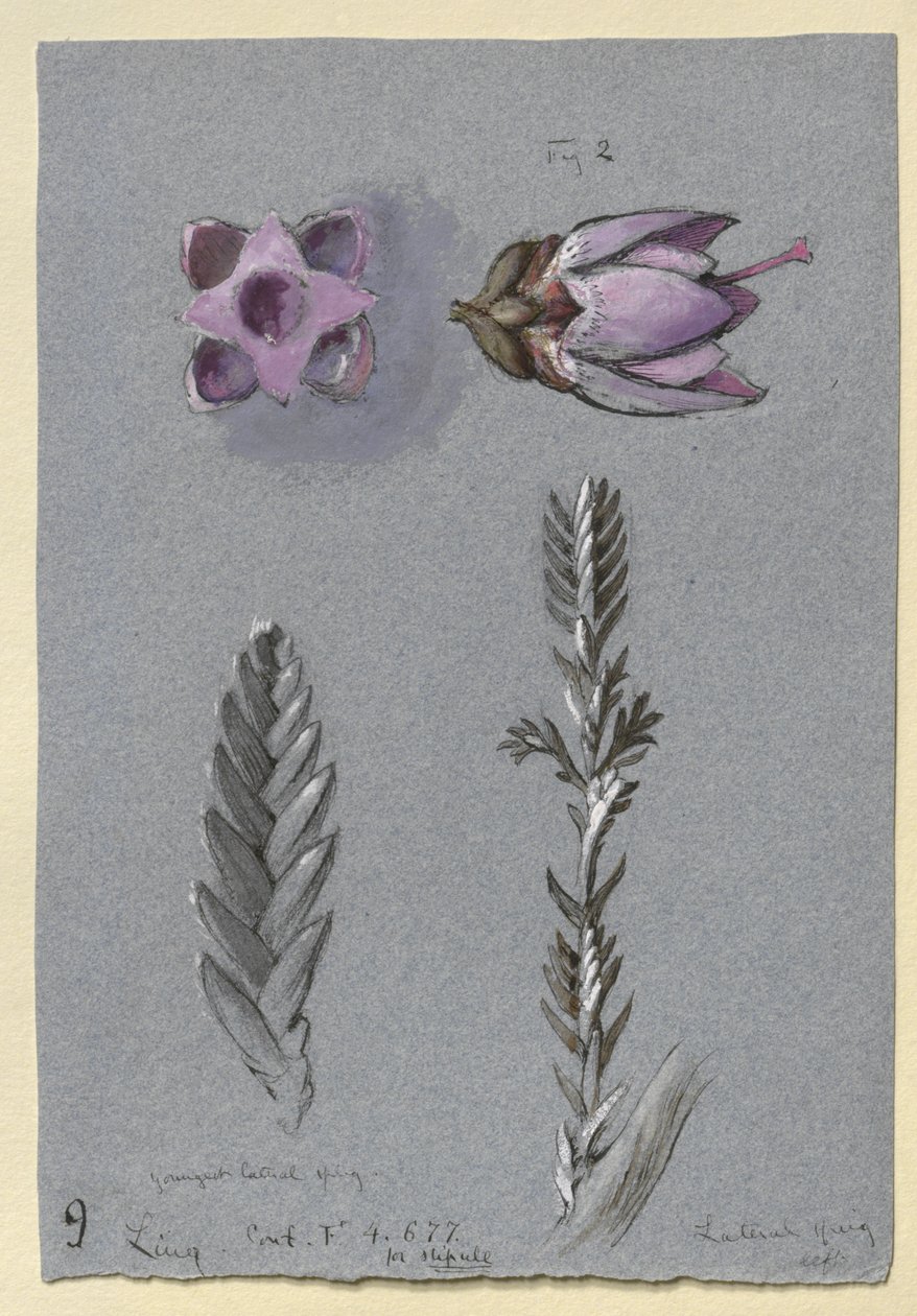 Four Studies of Ling by John Ruskin
