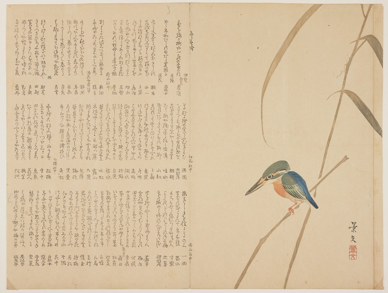 Kingfisher on Reed, c. 1818-1829 by John Thomas Barber Beaumont