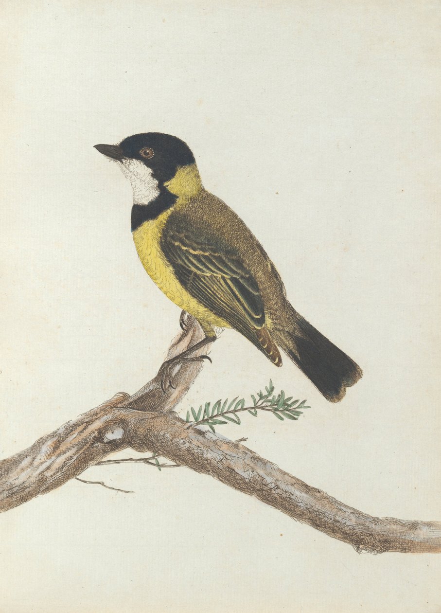Black Crown Thrush. Lewin, John. Birds of New South Wales with Their Natural History. Sydney- G. Howe by John William Lewin