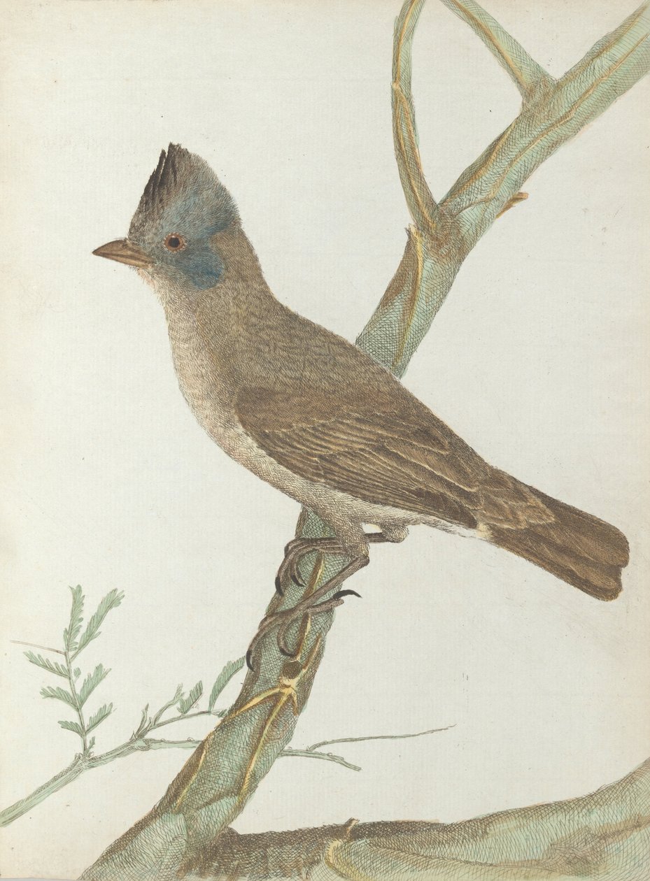 Crested Thrush by John William Lewin