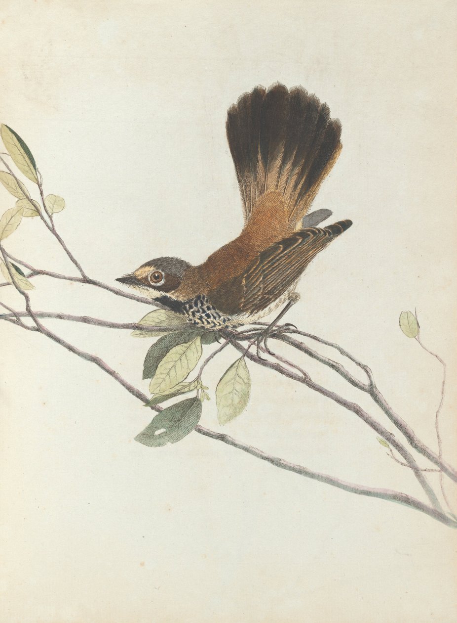 Orange Rumped Flycatcher. Lewin, John. Birds of New South Wales with Their Natural History. Sydney- G. Howe by John William Lewin