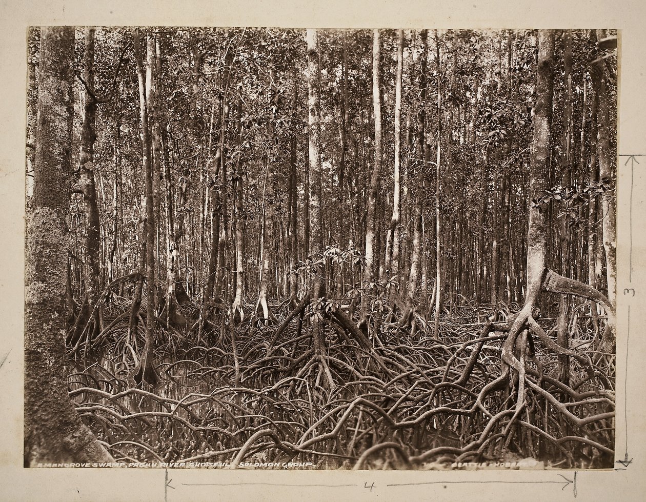 A mangrove swamp, Pachu River, Choiseul, Solomon Group by John Beattie
