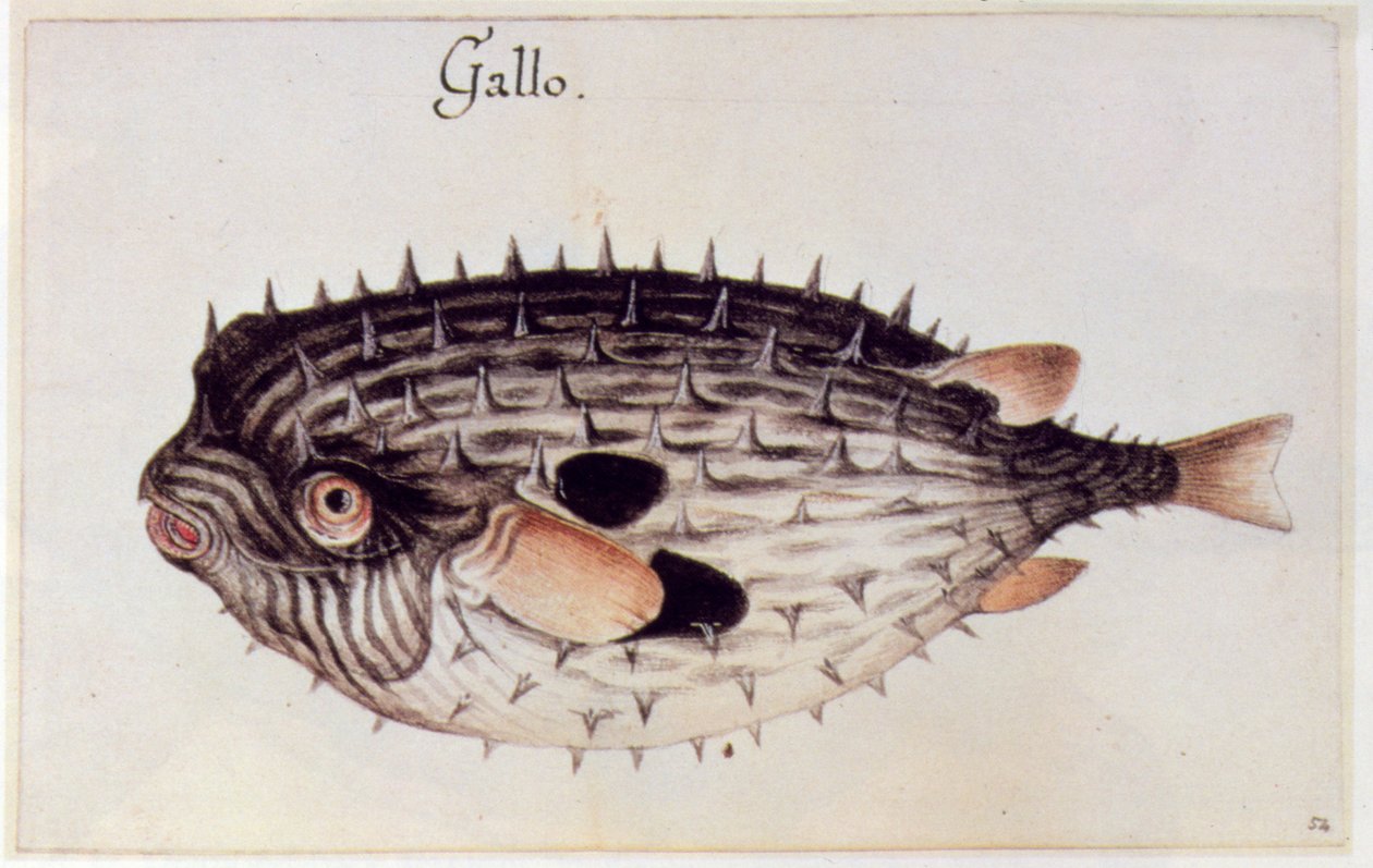 A Burrfish by John White
