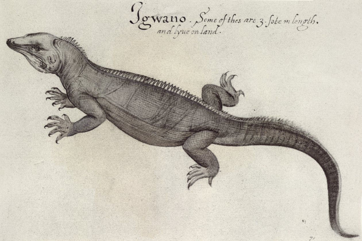 Iguana by John White
