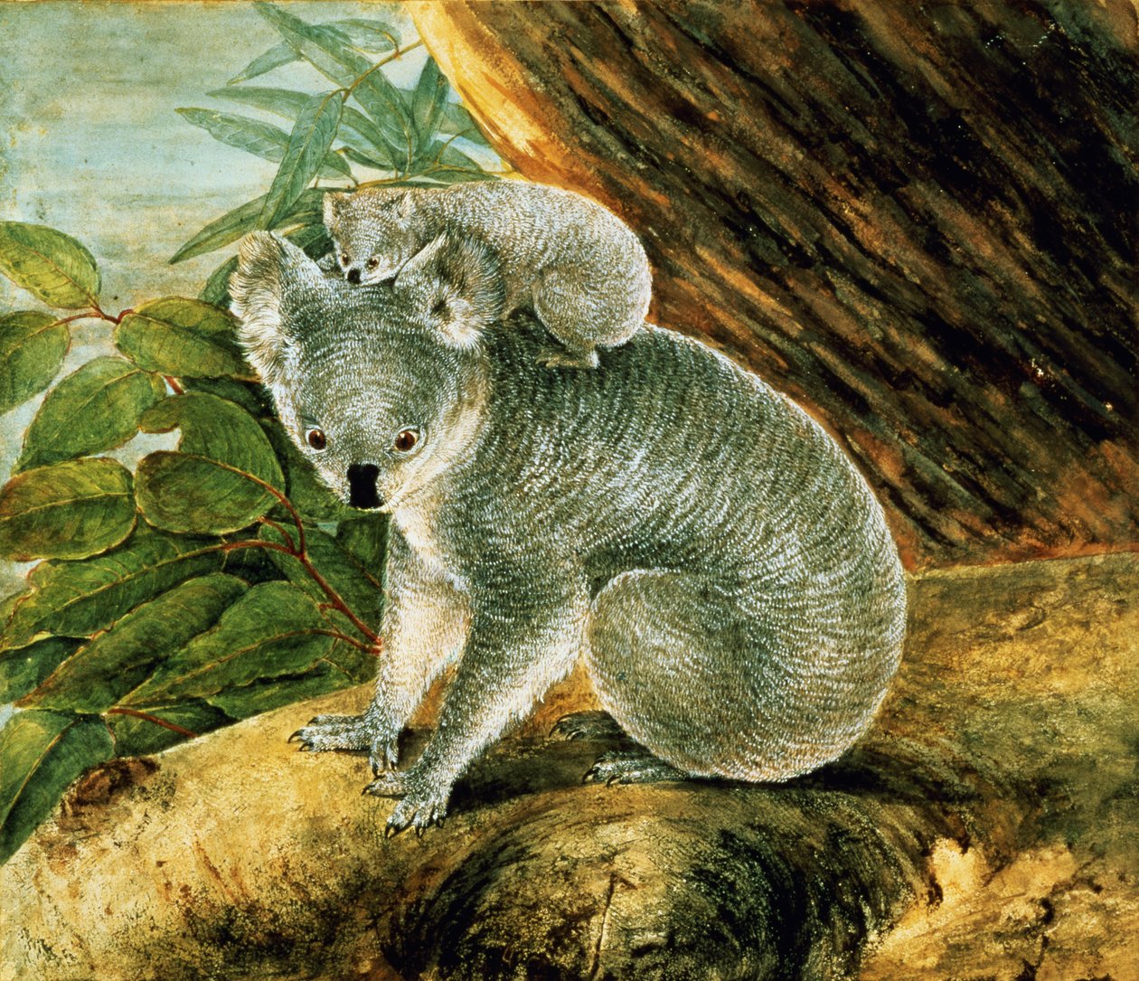 Koala and Young by John William Lewin