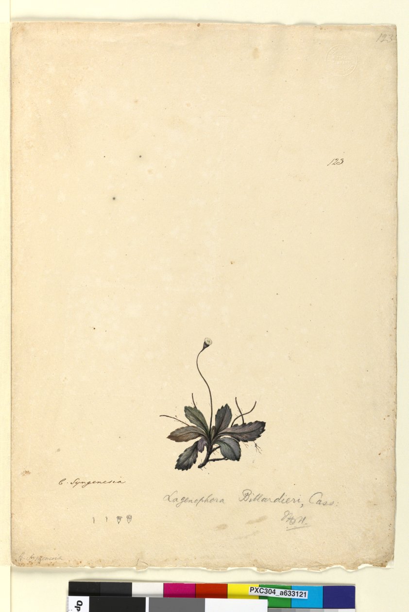 Page 123. Lagenophora billardieriLagenophora gracilis by John William Lewin