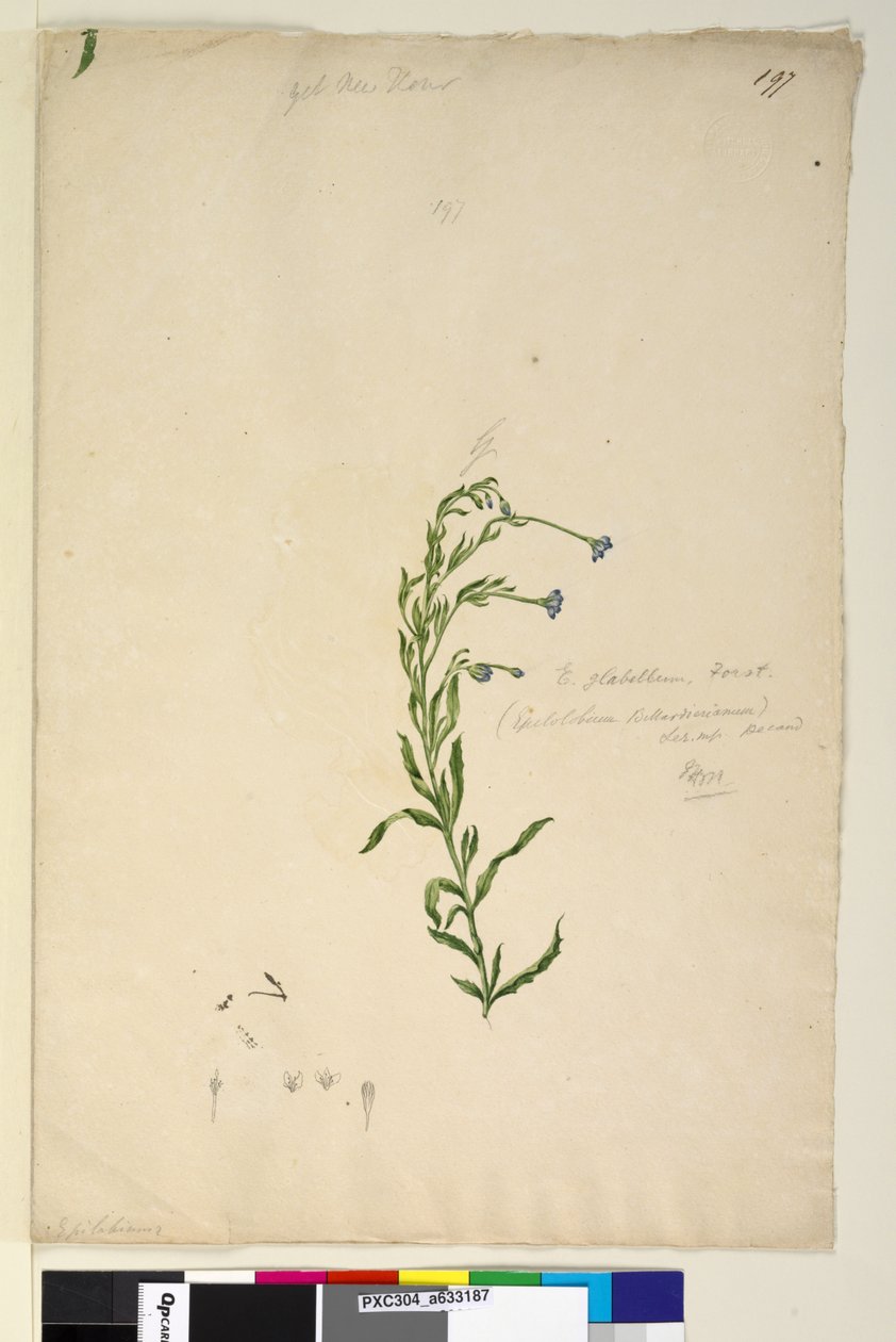 Page 197. Epilobium glabellum by John William Lewin