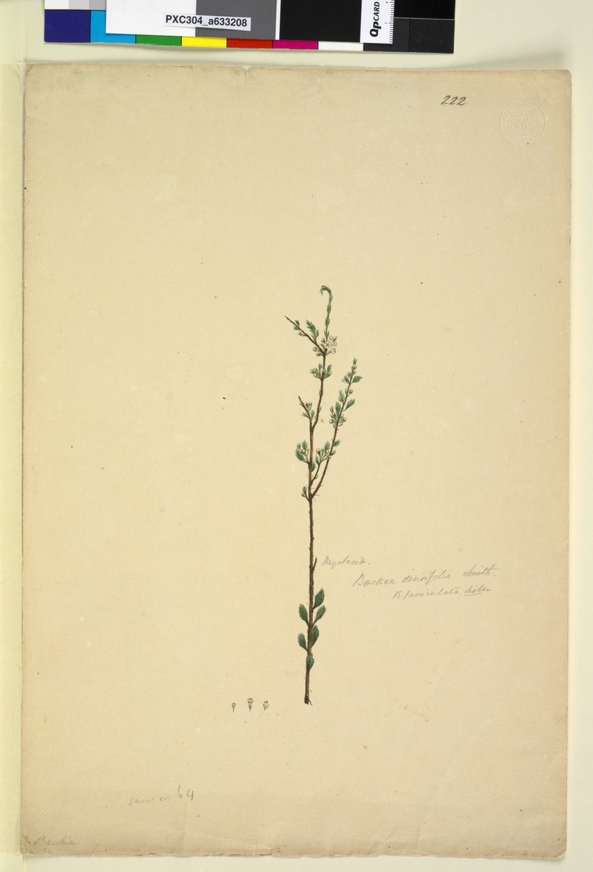 Page 222. Baeckea densifolia by John William Lewin