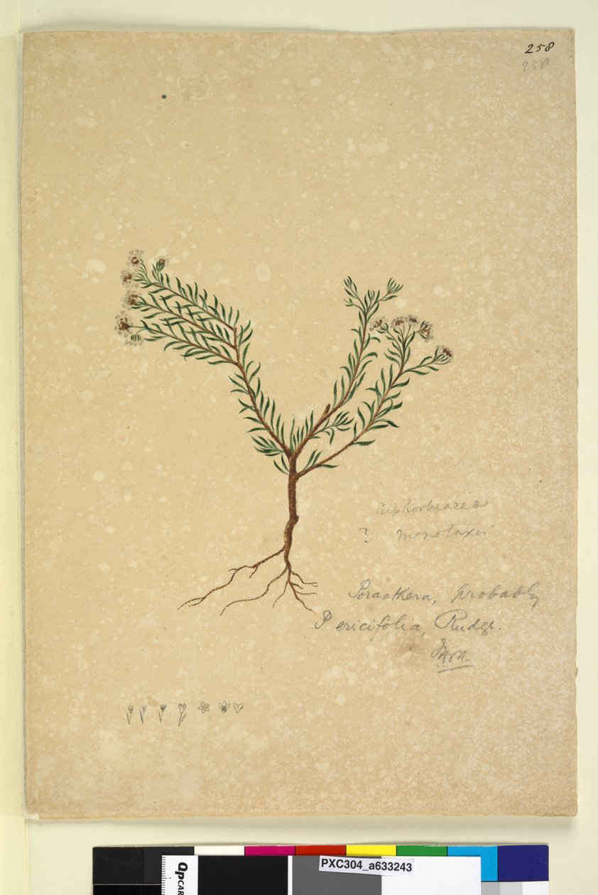 Page 258. Poranthera ericifolia by John William Lewin