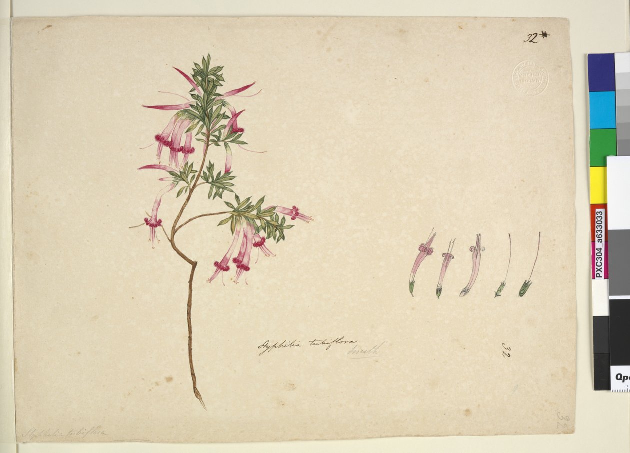 Styphelia tubiflora by John William Lewin