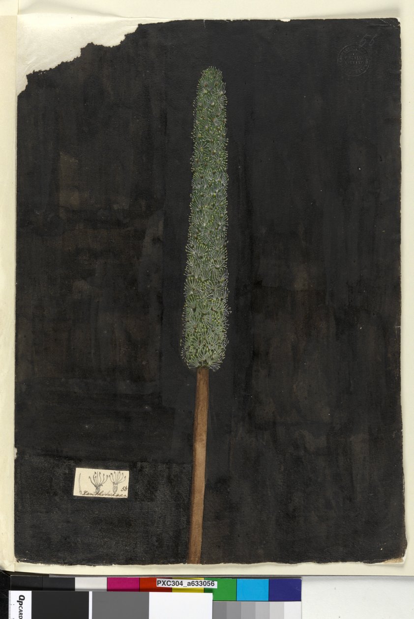 Page 56. Xanthorrhoea by John William Lewin