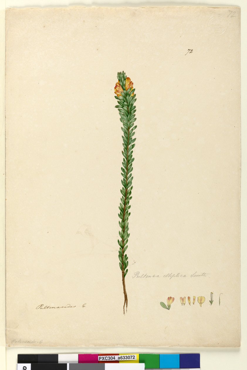 Page 72. Pultenaea elliptica by John William Lewin