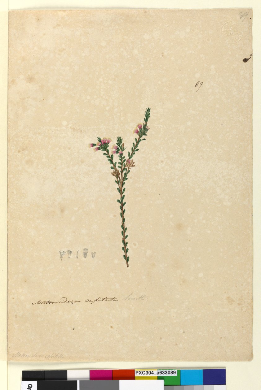 Page 89. Metrosideros capitata by John William Lewin