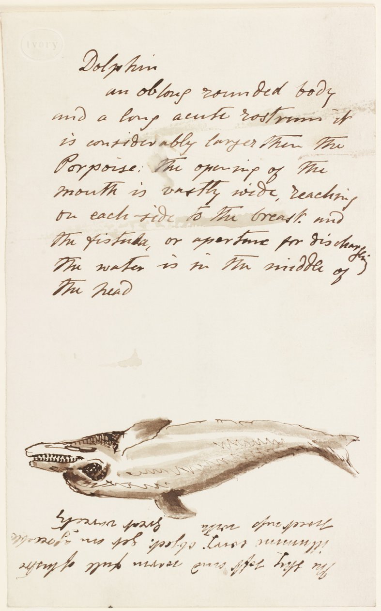 Dolphin by John Wilson Carmichael