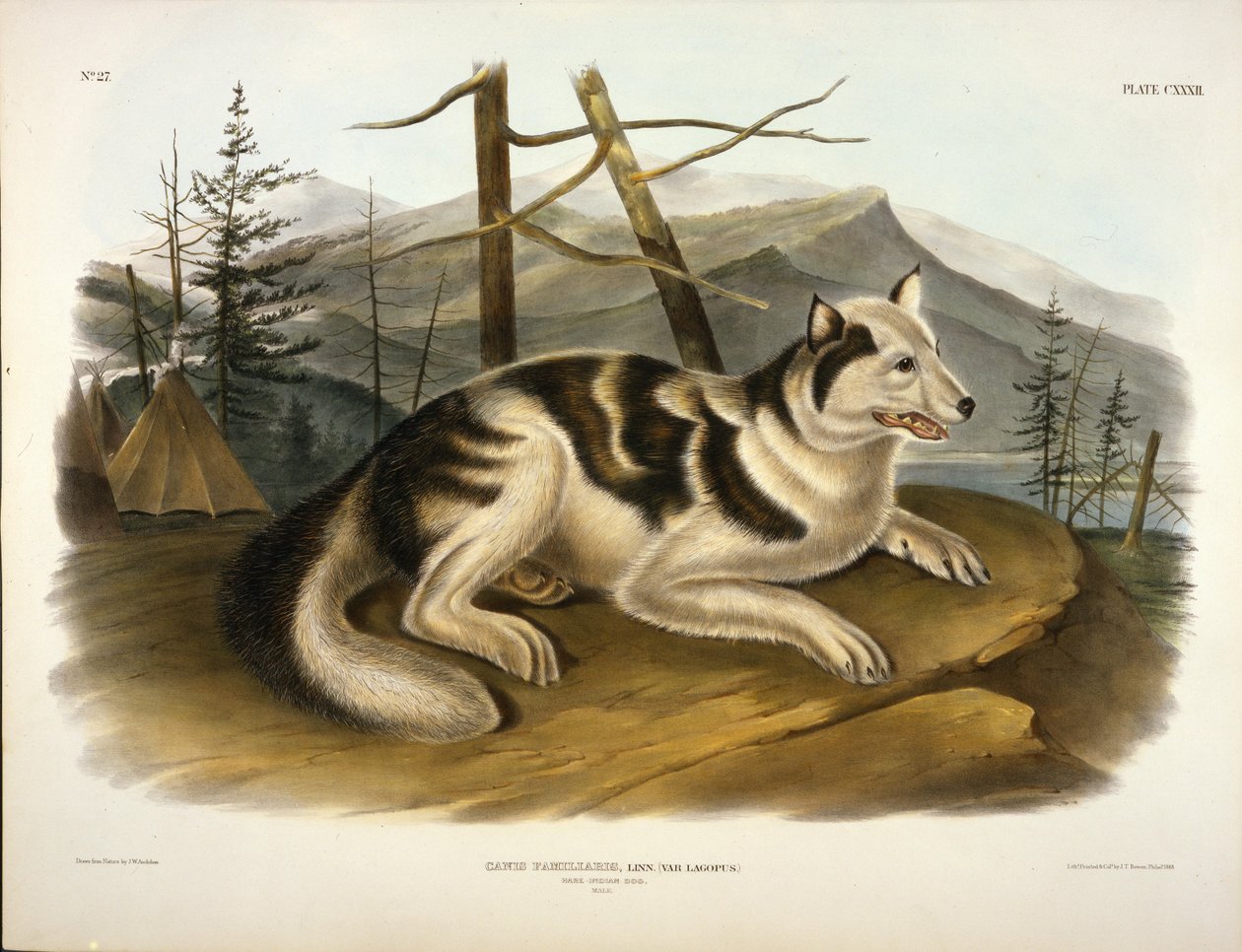 Hare Indian Dog by John Woodhouse Audubon
