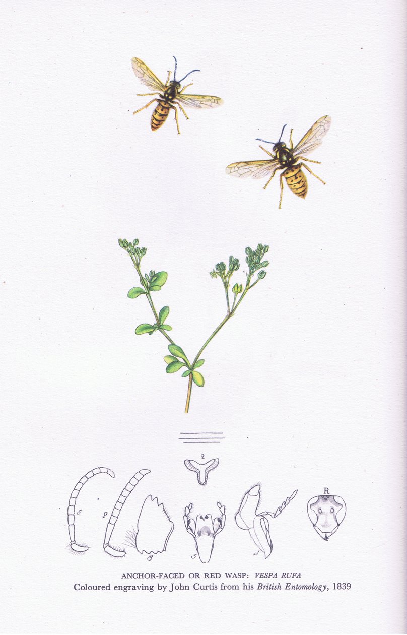 Anchor Faced or Red Wasp, Nature in Britain published by Collins by John (after) Curtis