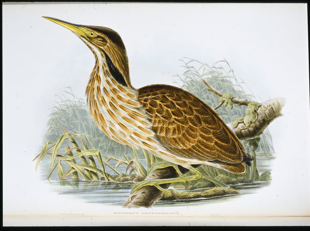 American Bittern by John (after) Gould